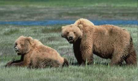 Grizzly- Parco di Yellowstone | U.S. Fish and Wildlife Service - Public Domain
