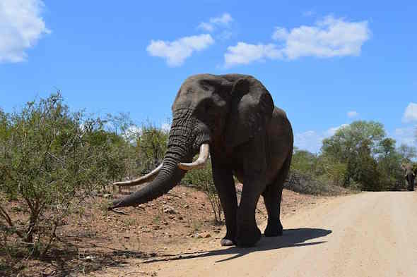 elefante sudafrica